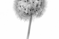 Dandelion 1 Neg e