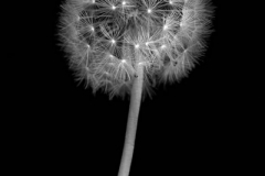 Dandelion 1 e