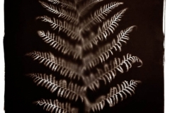 Fern 1